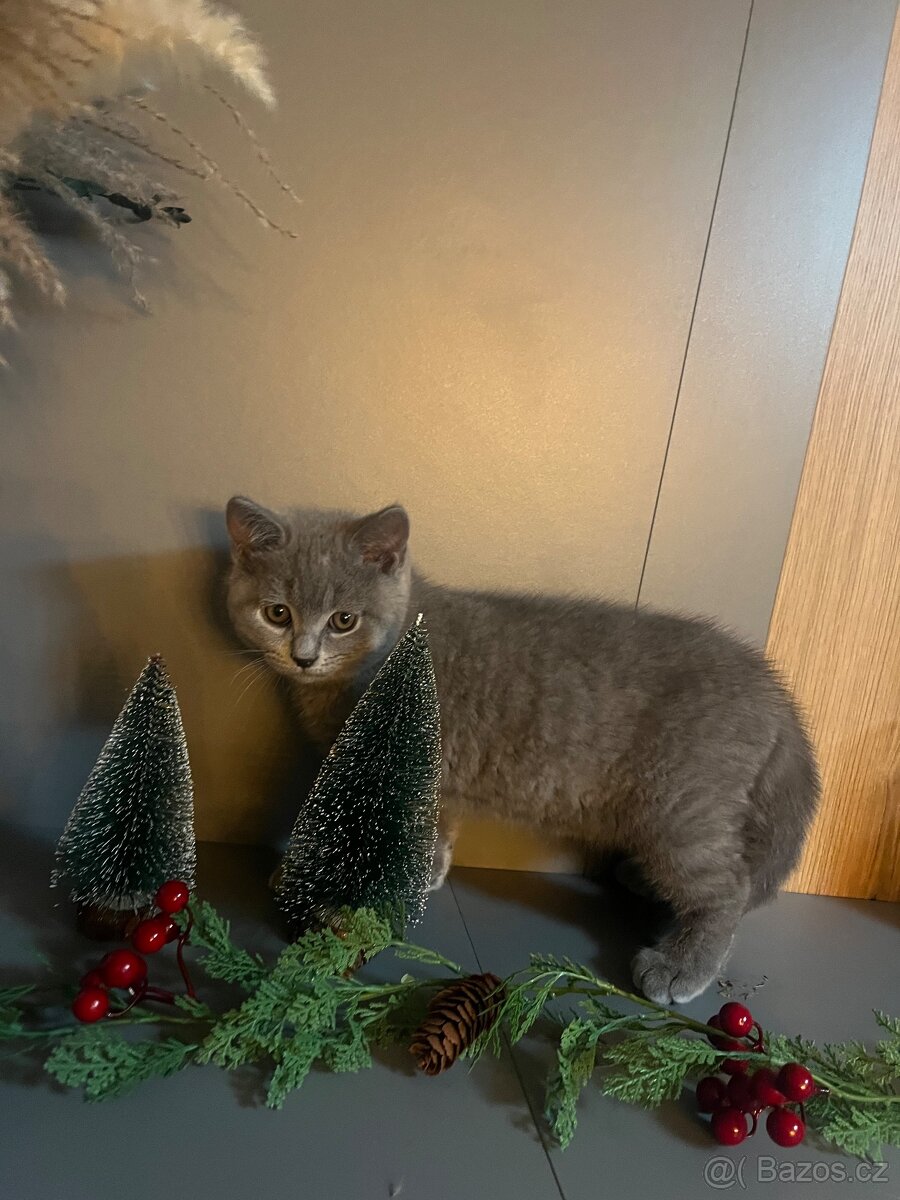 Britské modré koťátko