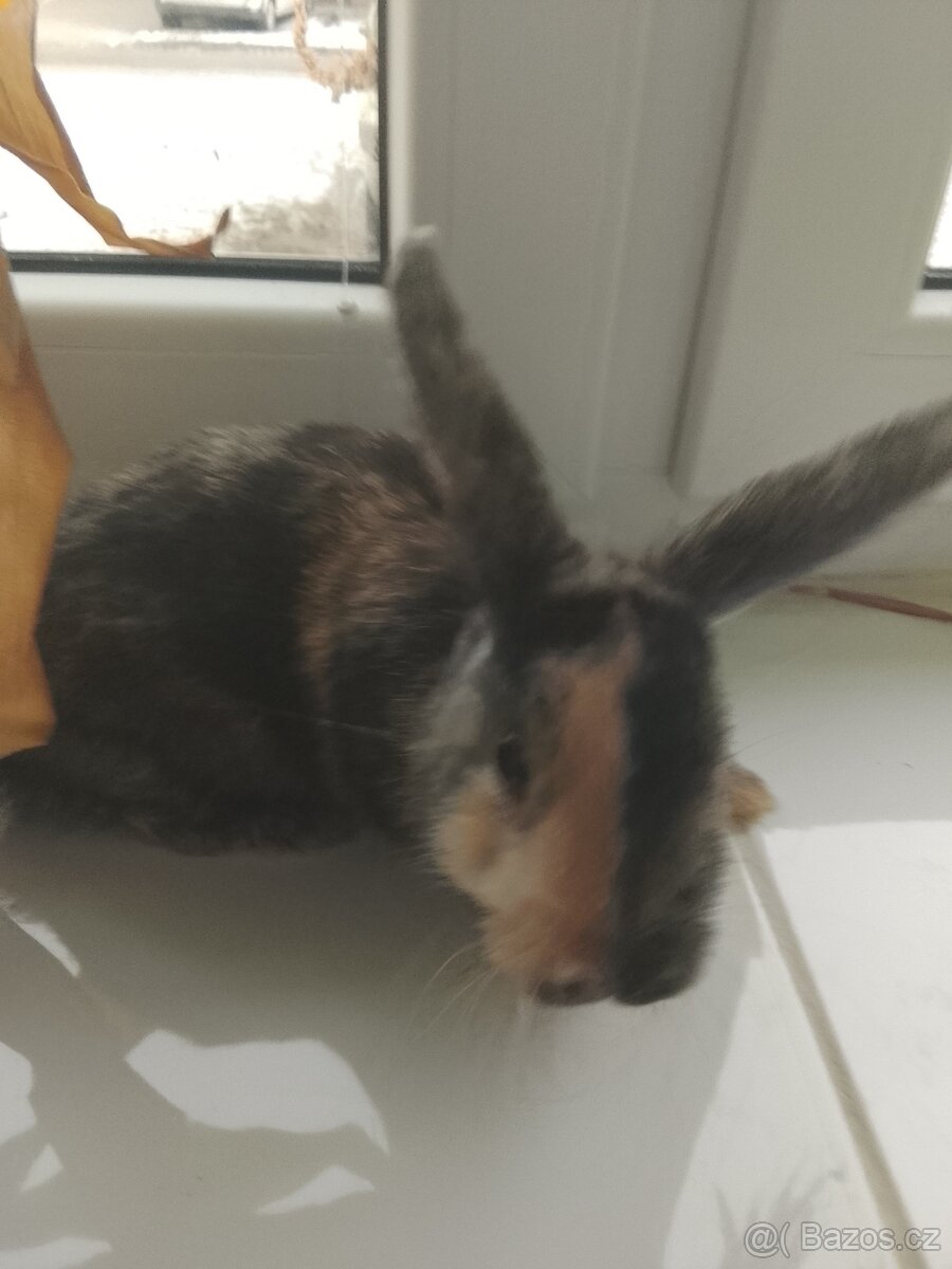 Daruji zakrsleho samecka