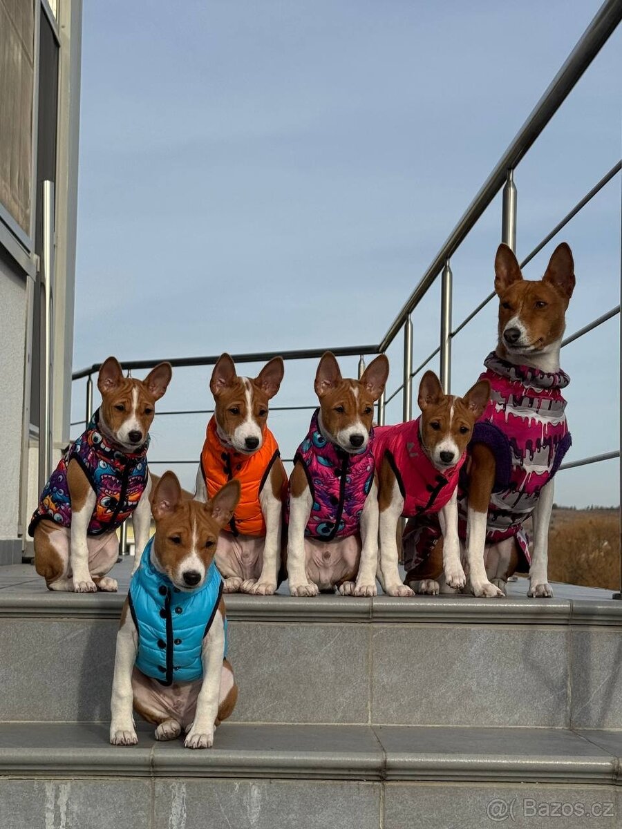 Basenji