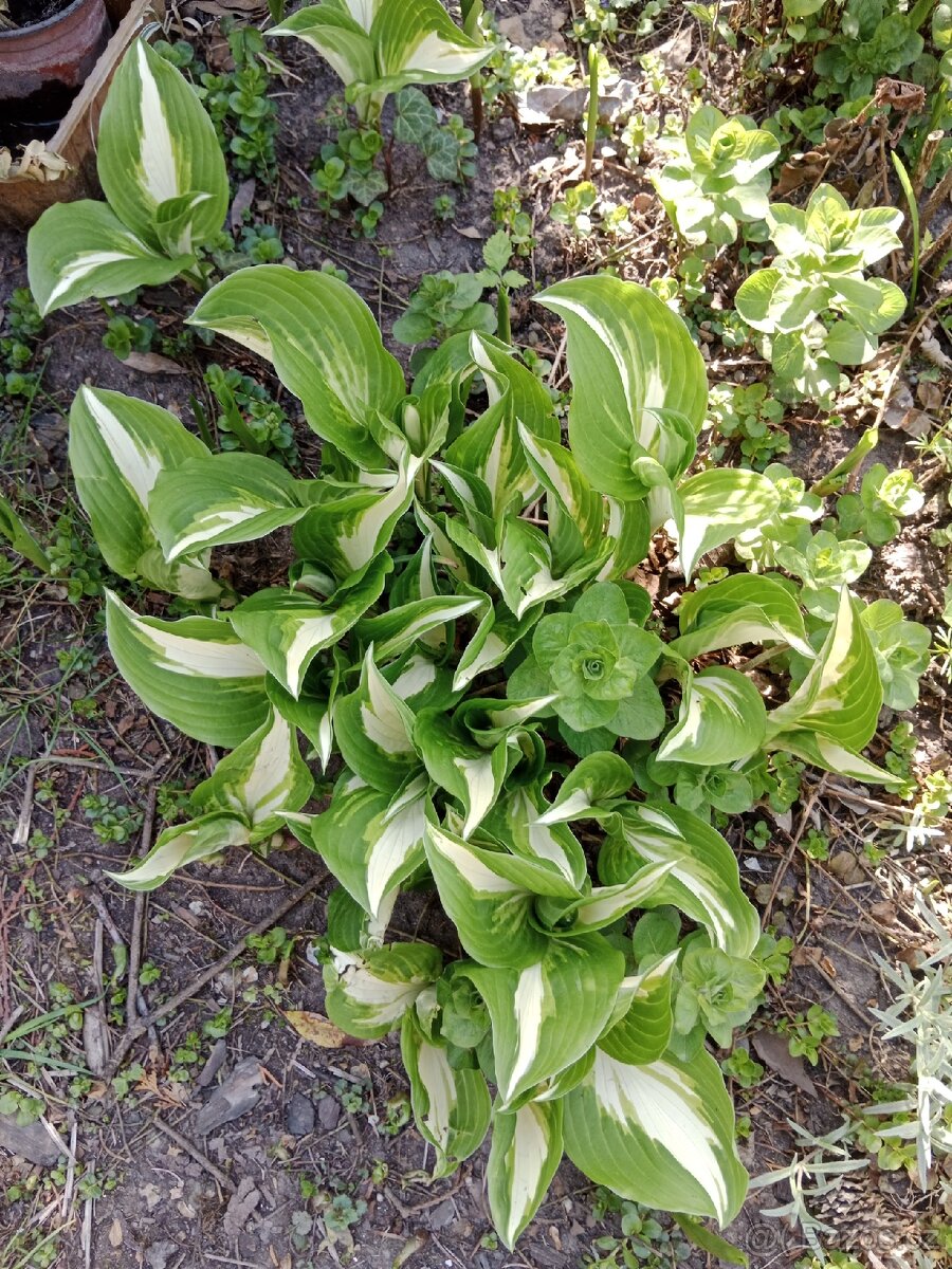 Bohyška/hosta