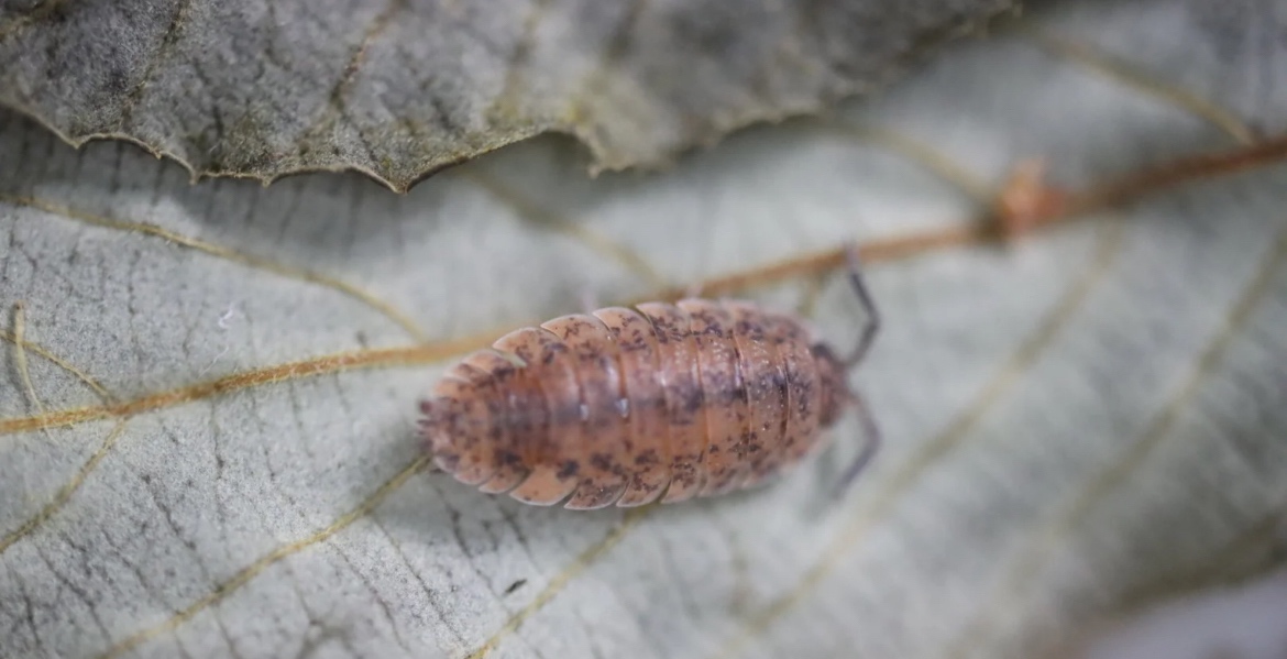 Armadillidium vulgare & Porcellio scaber