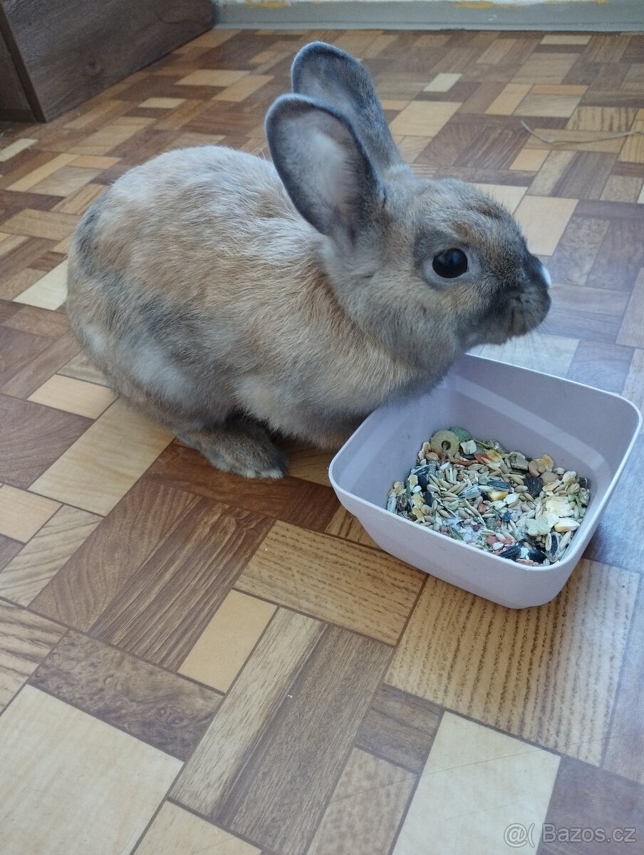 Zakrslý králík