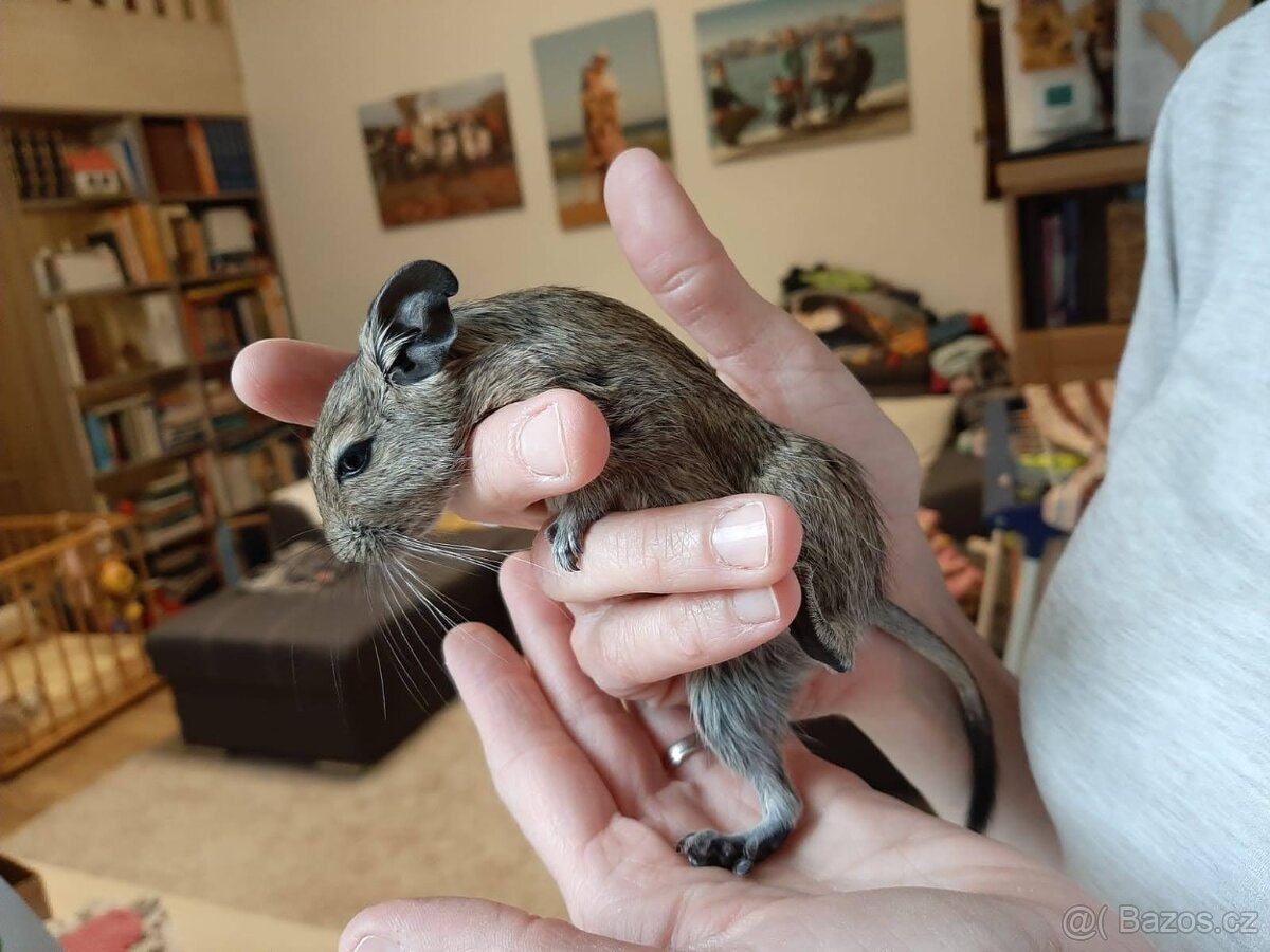 Osmák Degu - letošní mláďata