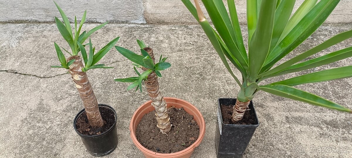 Juka Yucca 3x rostilna