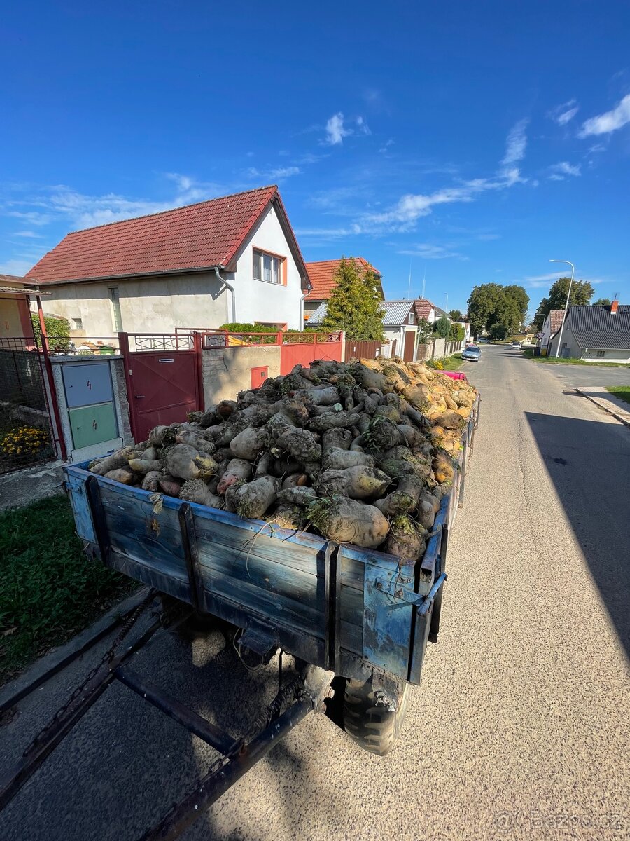 Krmná řepa a mrkev