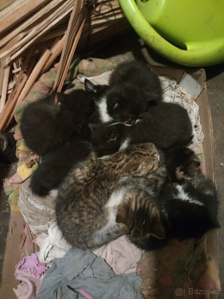 Koťátka