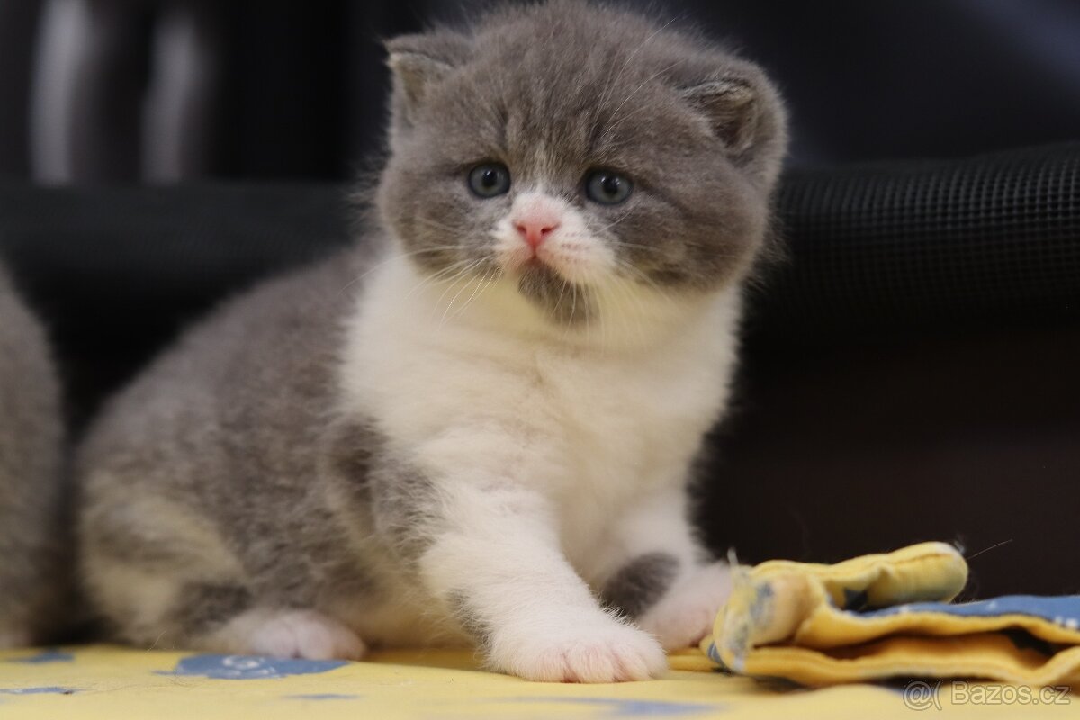 Britská koťátka s PP