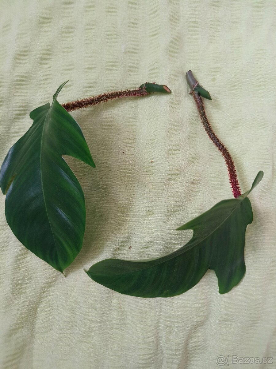 Philodendron squamiferum