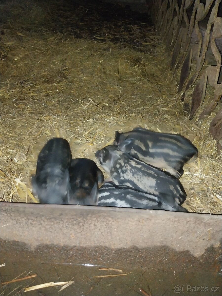 MANGALICA selata
