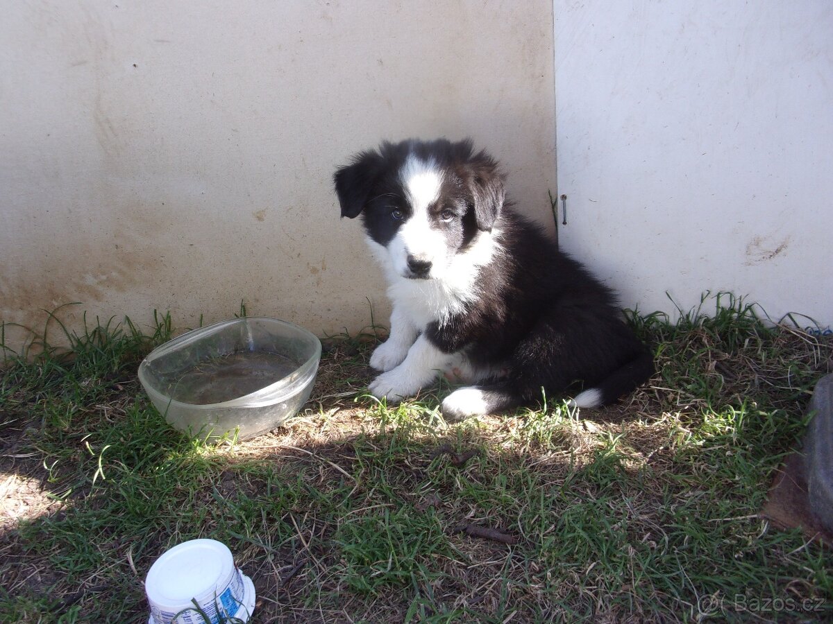 Border kolie /  collie štěňátko pejsek s PP (FCI)