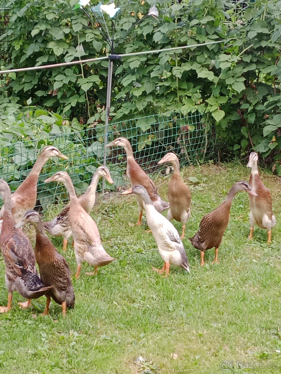 Indický běžec