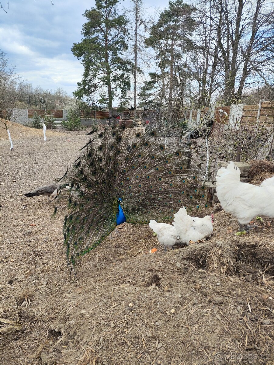 Páv korunkatý modrý