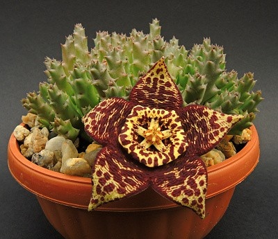 Sukulenty Stapelie, Stromové kaktusy, Hoya