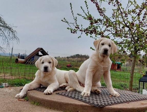 Středoasijský pastevecký pes, SAO štěňata s PP FCI, Alabai
