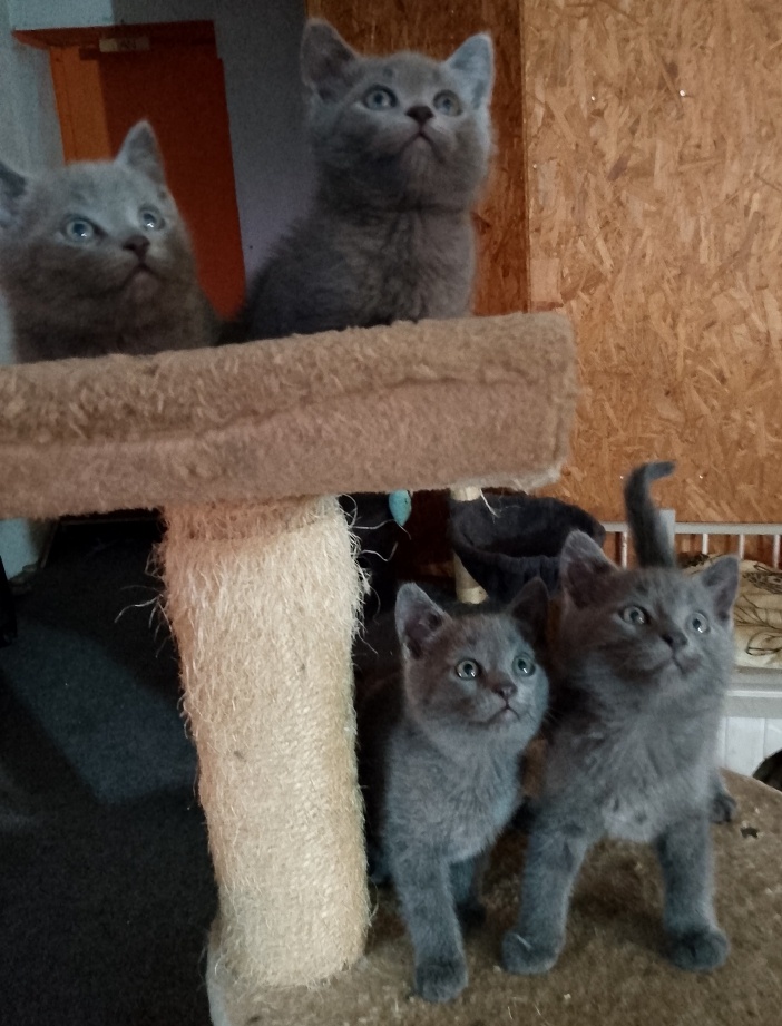 Prodám britské modré koťátka bez PP