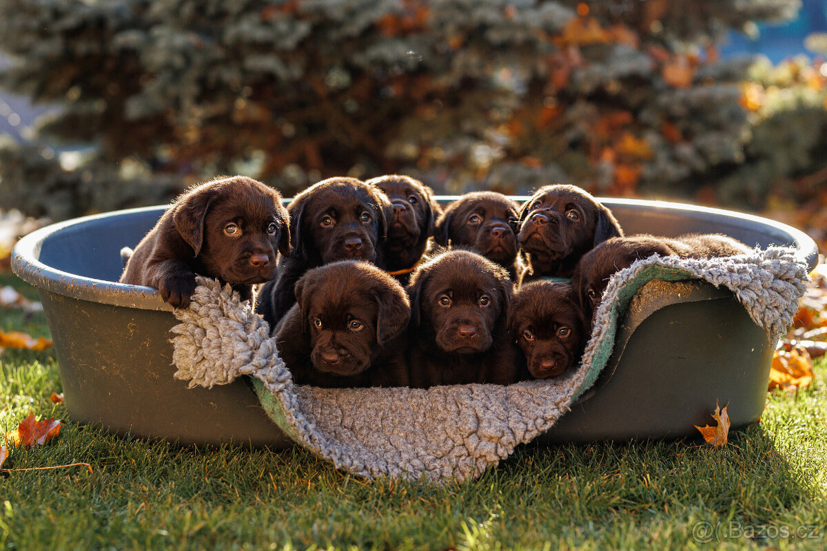 Labrador štěňě s PP