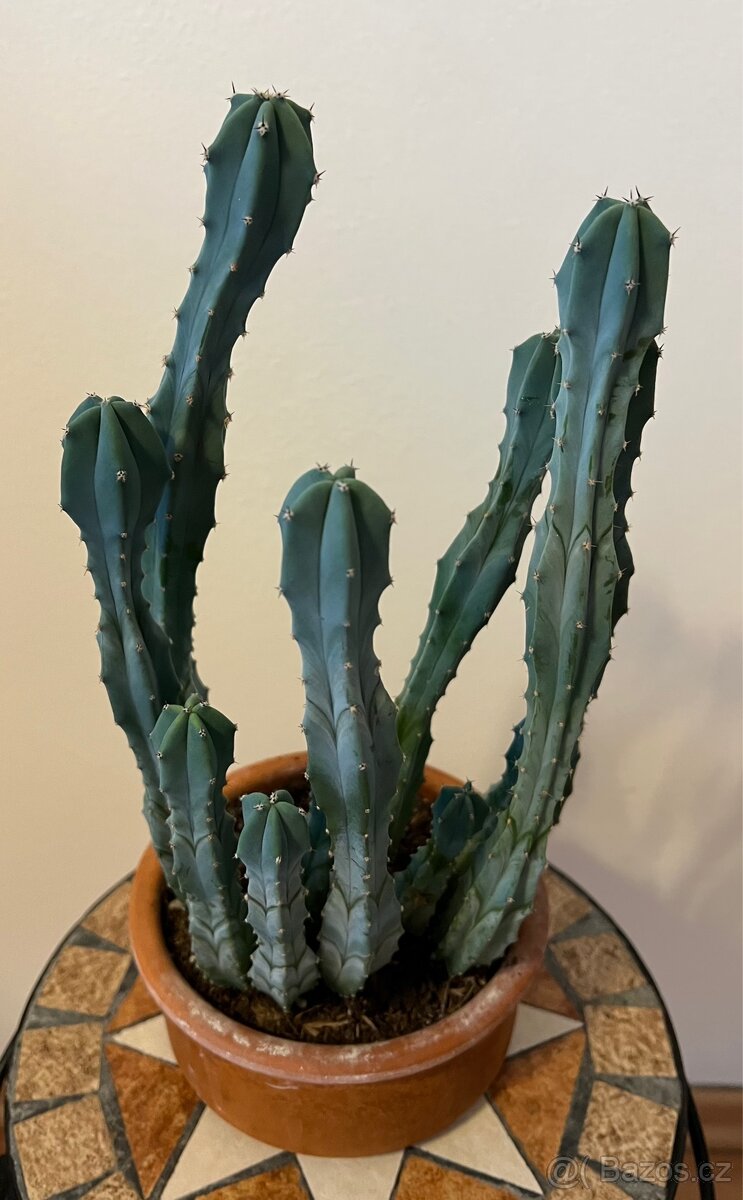 Kaktus v keramickém květináči
