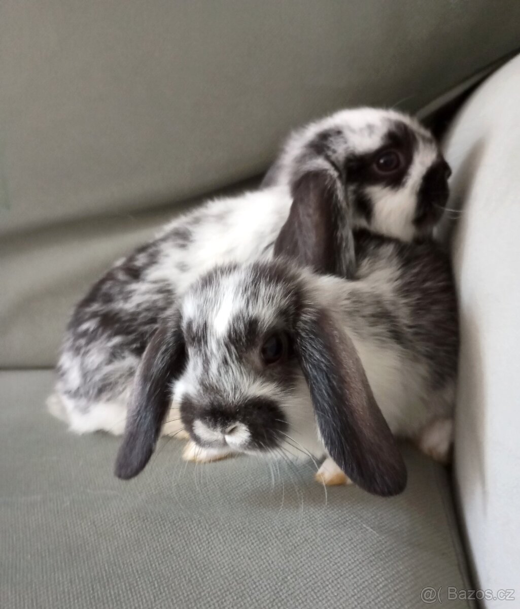 Zakrslý beránek králíček