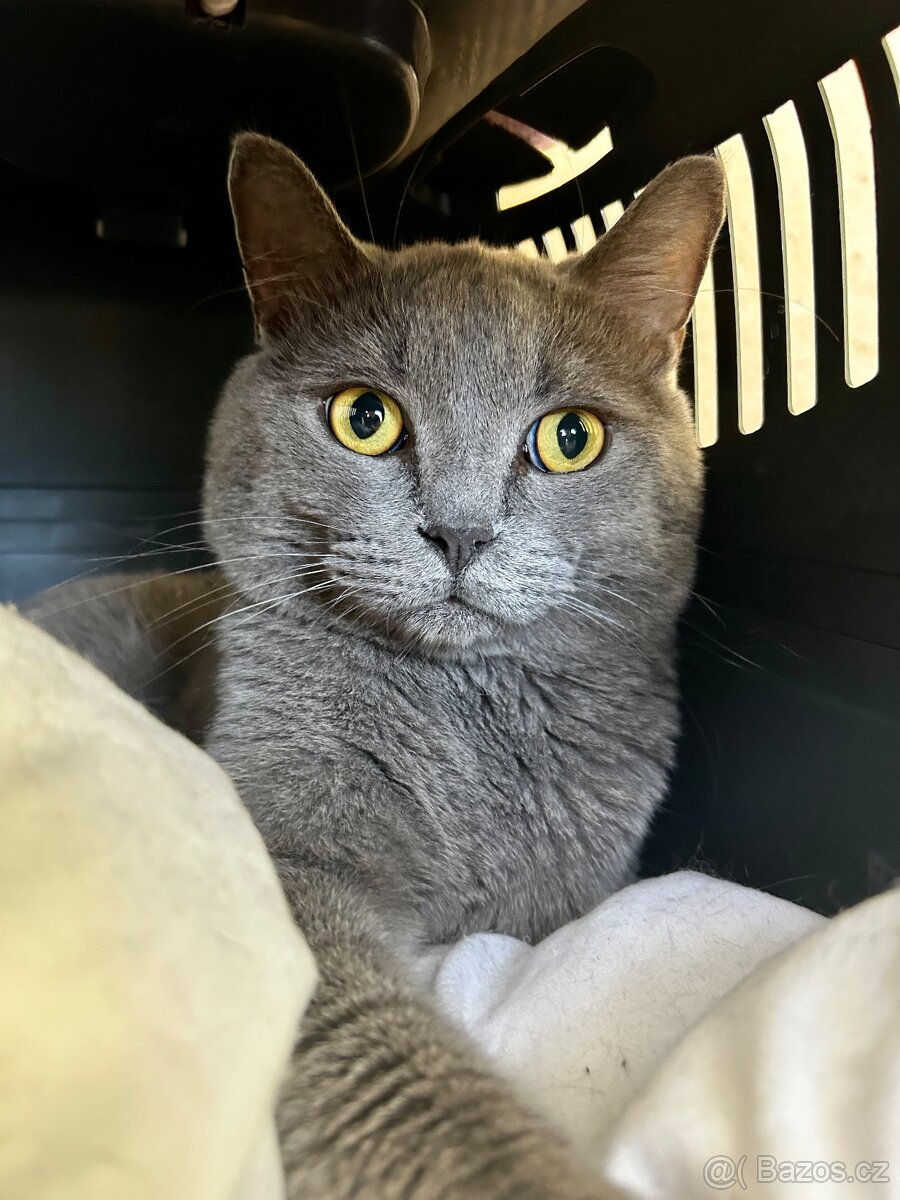 Britský kocour ke krytí