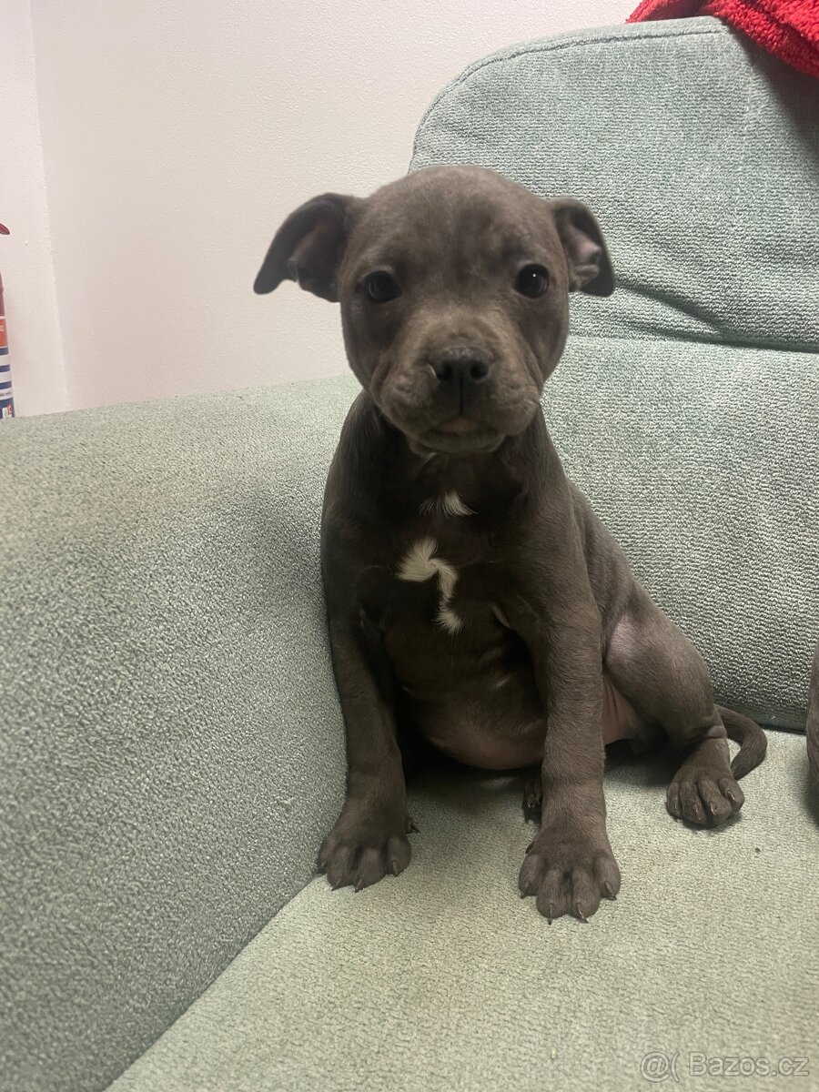 Stafordsirsky bulterier s PP-fenka modra