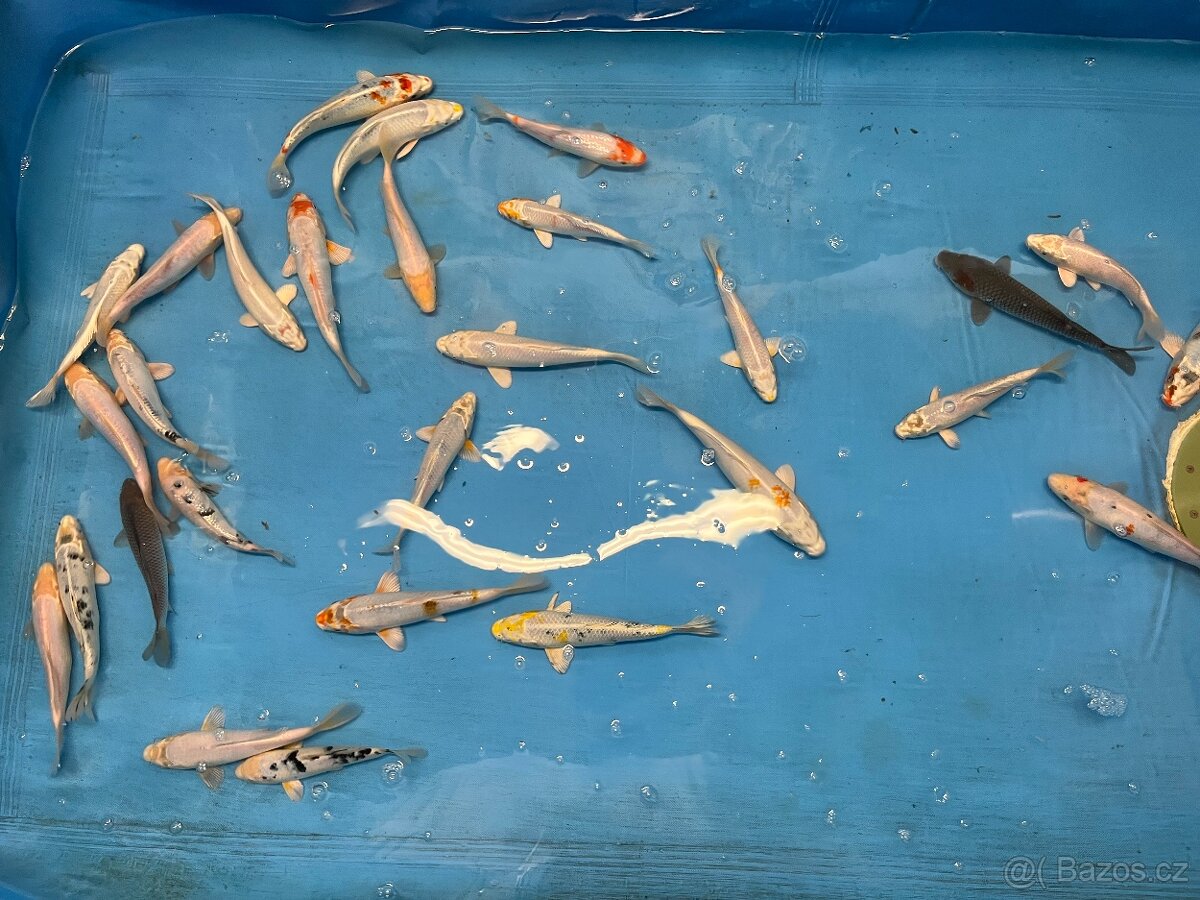 Koi kapři