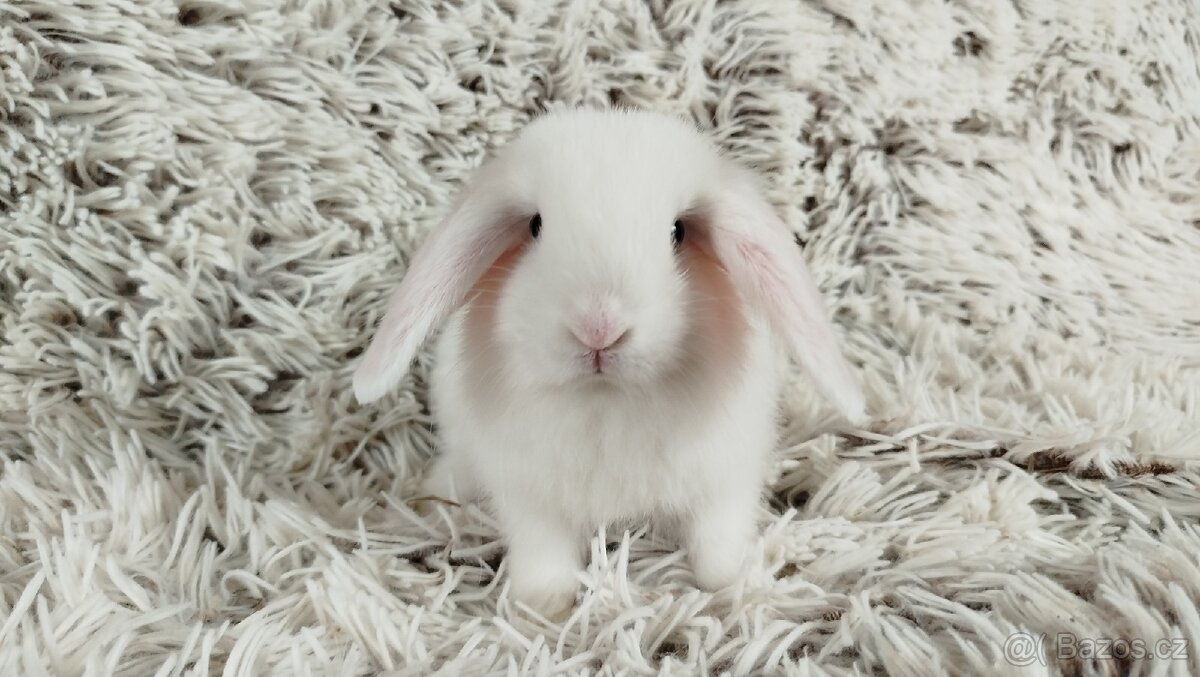 Zakrslý beránek, králíček, králík - TIMIÁN