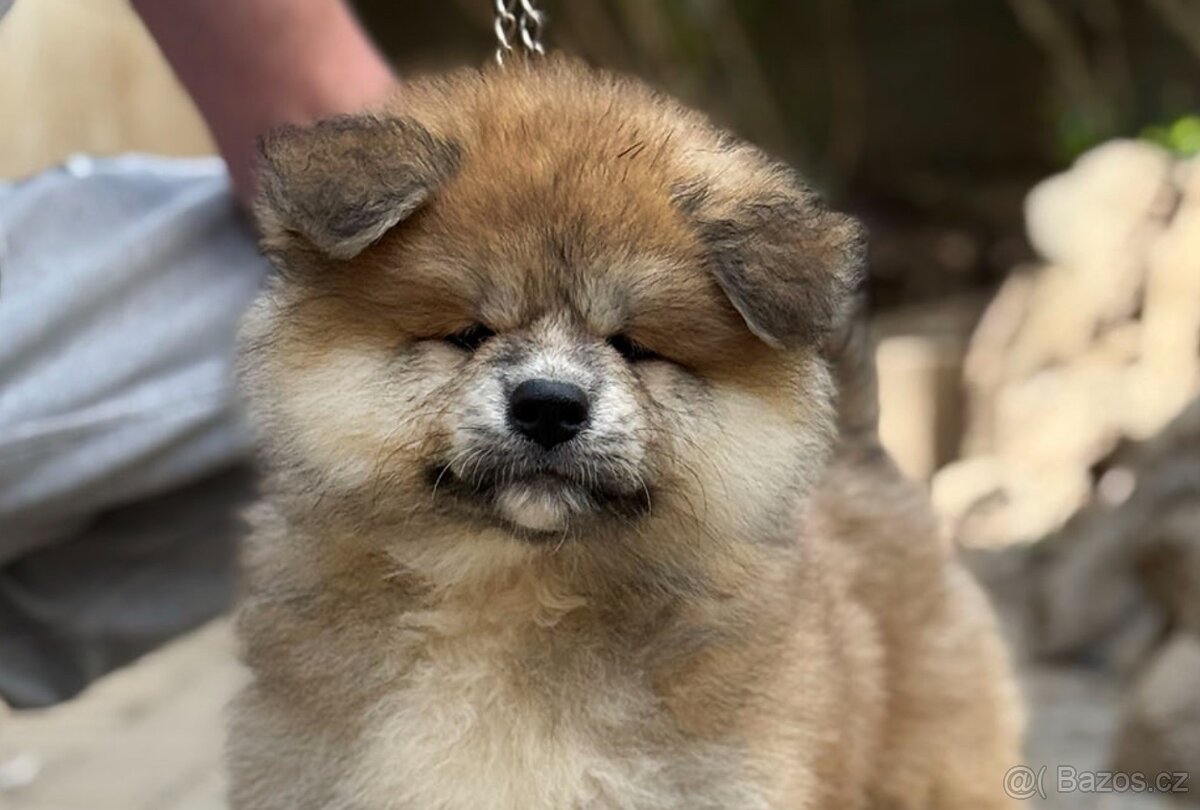 Akita Inu s PP - odběr ihned
