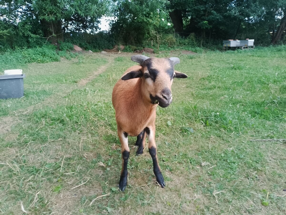 Beránek ovce kamerunské
