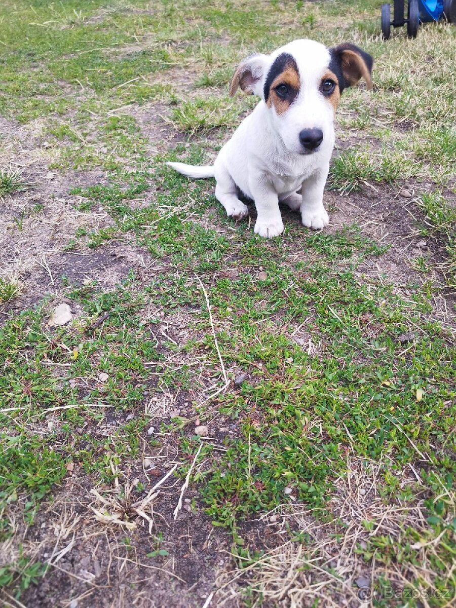 Jack Russell