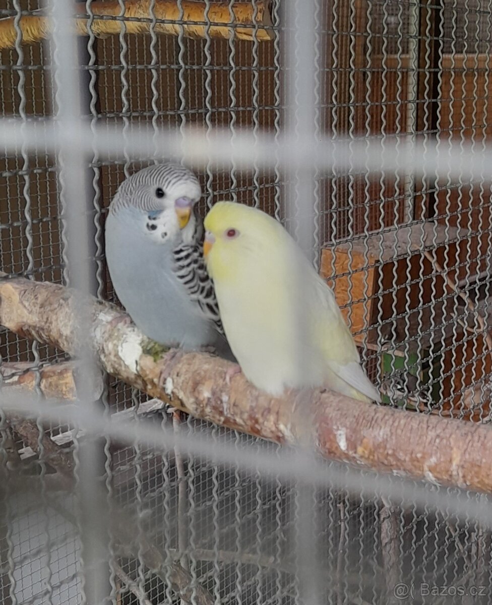 Andulky, zebřičky, rosely pestré