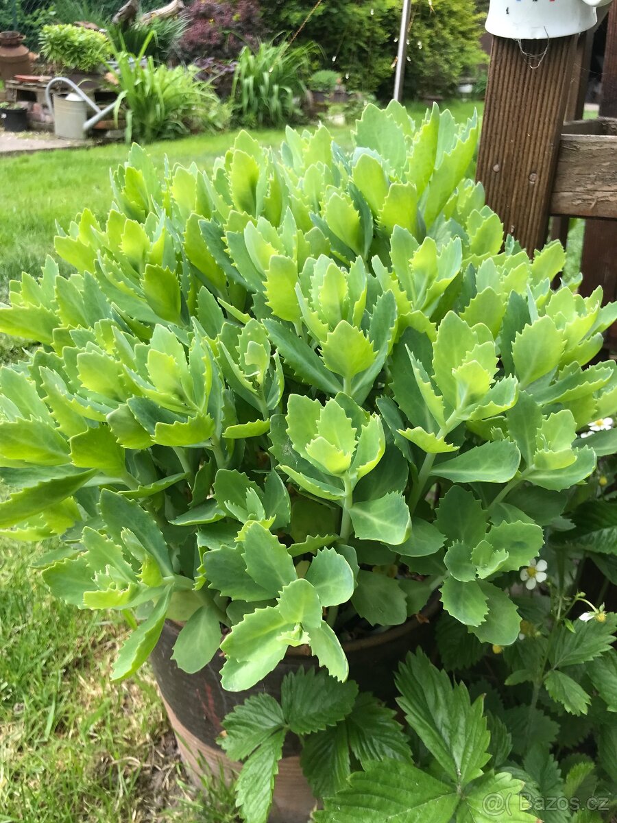 Sazenice trvalek a keřů k výsadbě