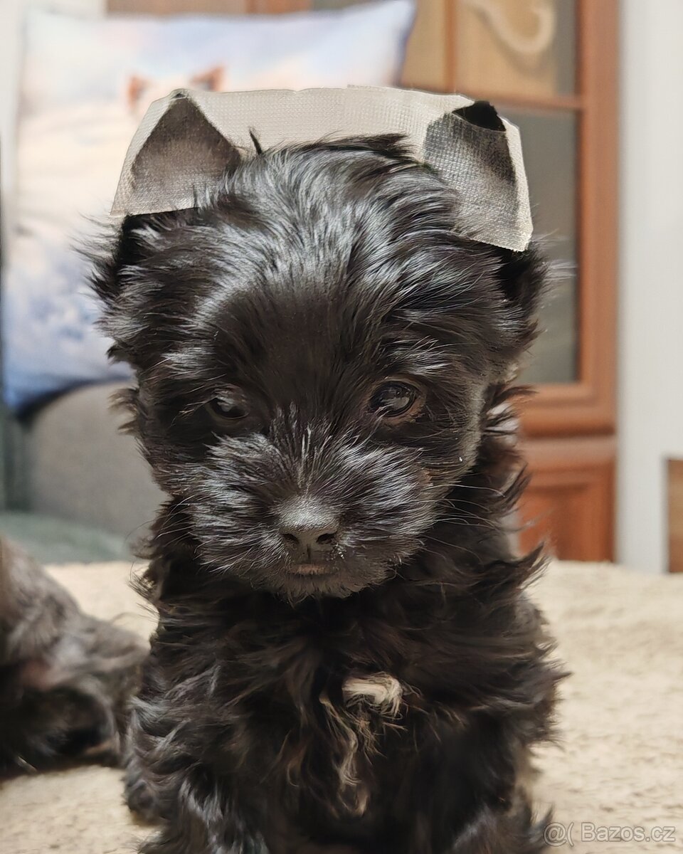 jorkšírský teriér fenka s PP