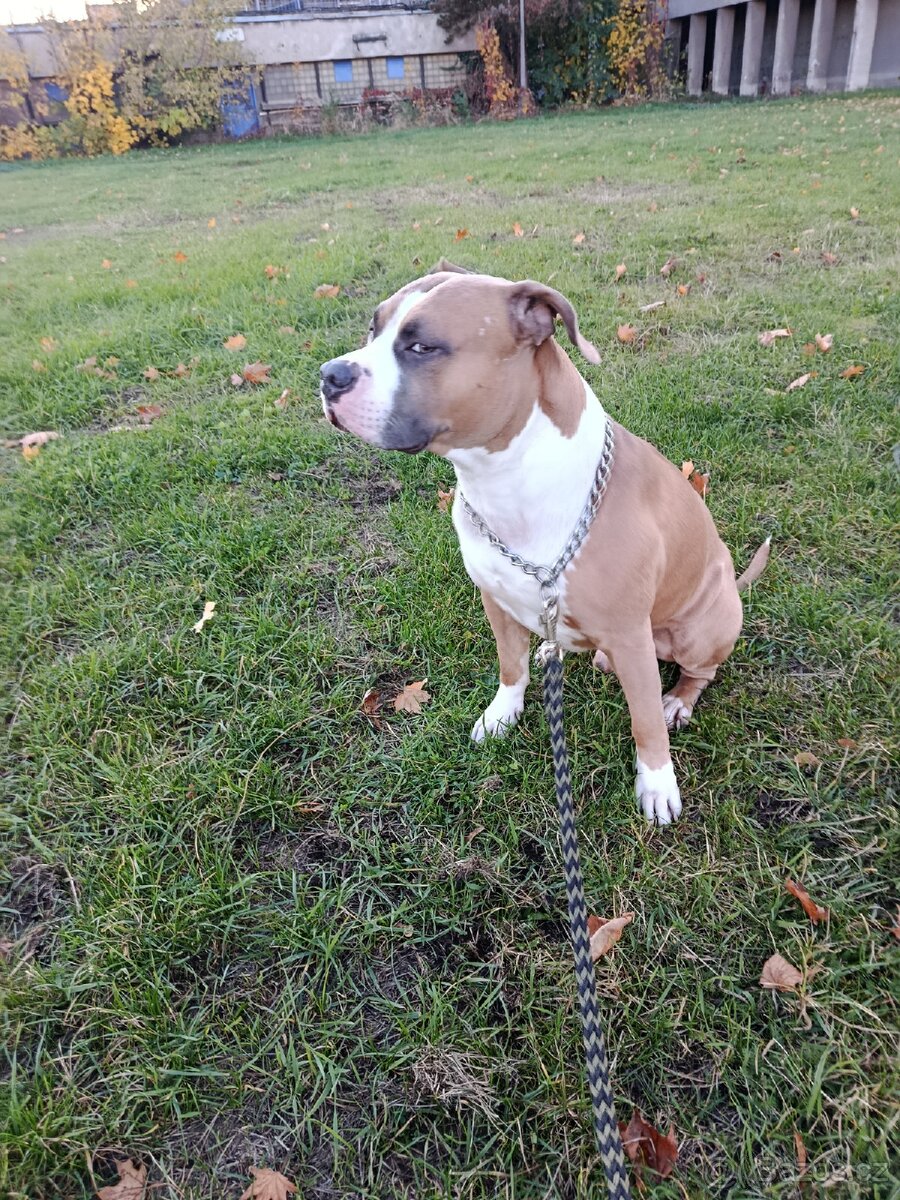 Americký stafordšírský teriér