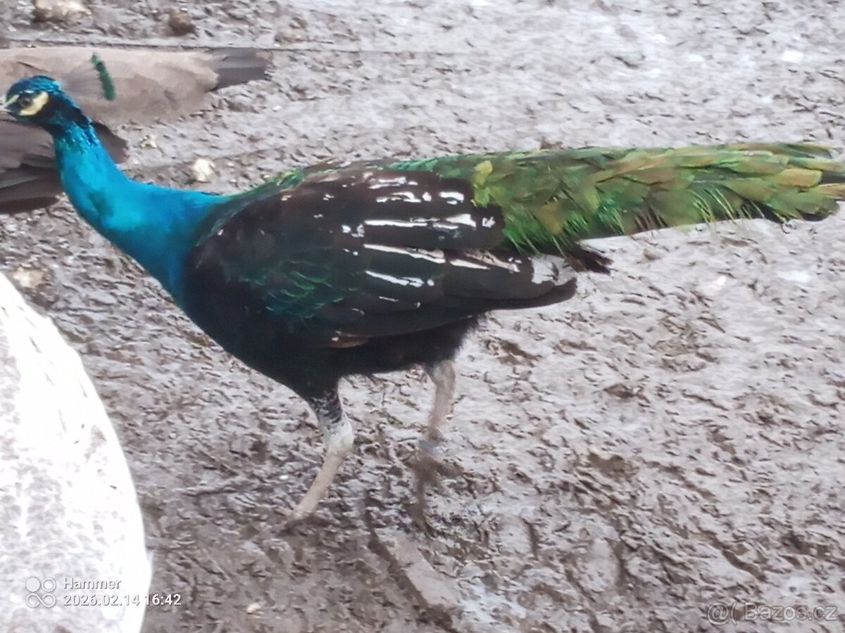 Páv černokřídlý.