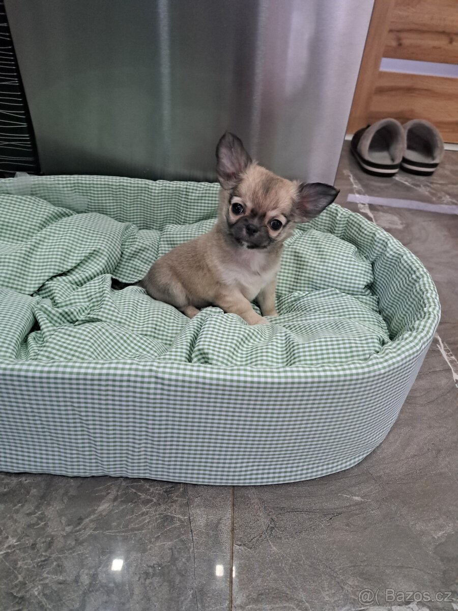 Čivava Dlouhosrstý pejsek