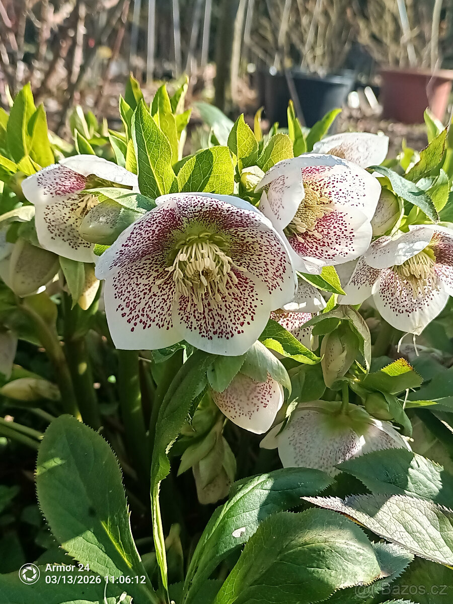 Čemeřice PRETTY ELLEN SPOTTED