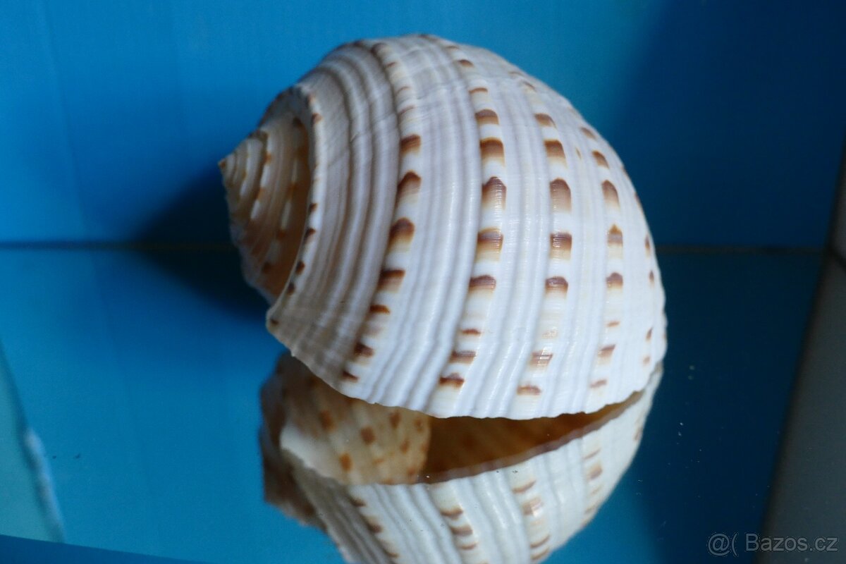 Tonna lischkeana
