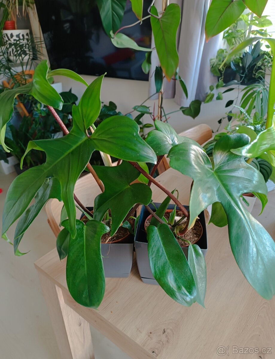 Philodendron Florida Green