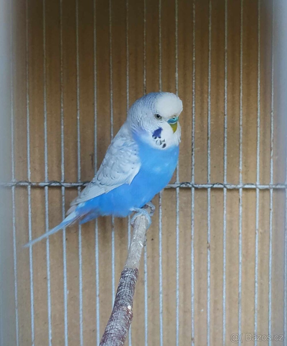 andulka