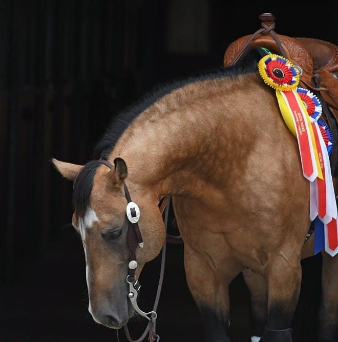 Inseminace QH reining