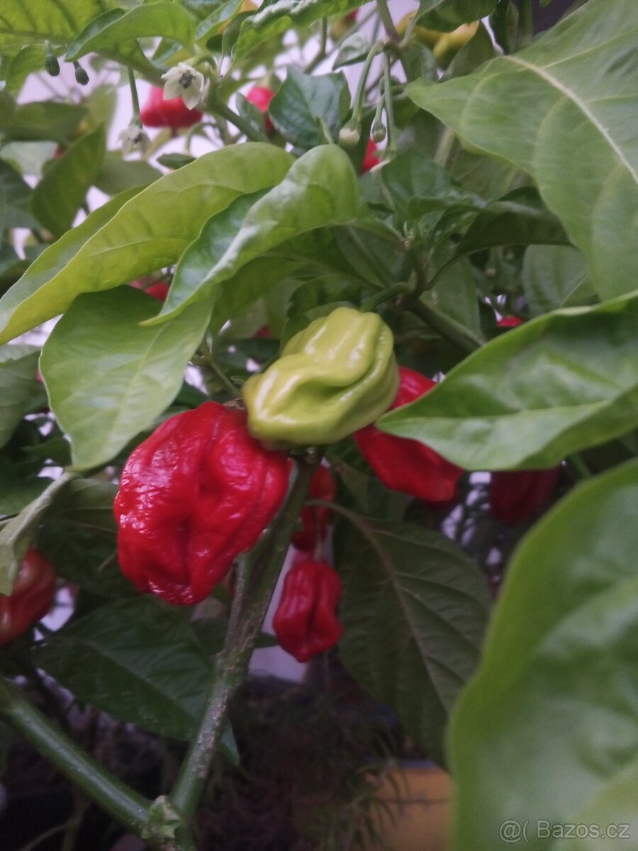 Ochutnávka+Reaper Carolina rostliny cca 40 cm