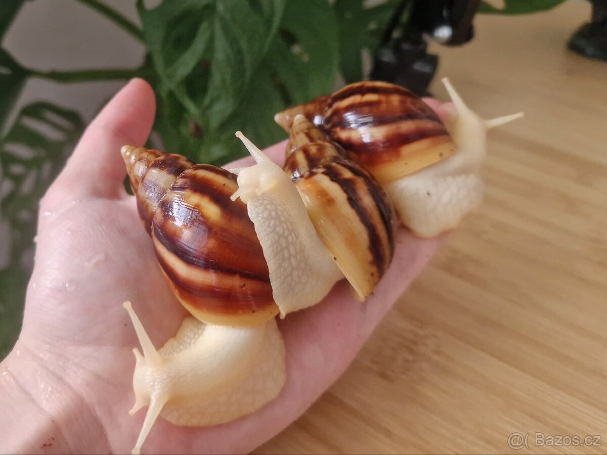 Lissachatina Fulica Jade