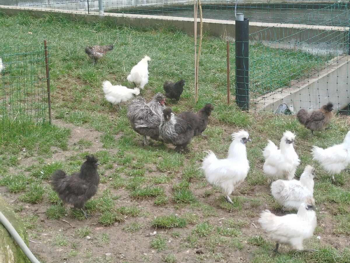 Prodám hedvabničky