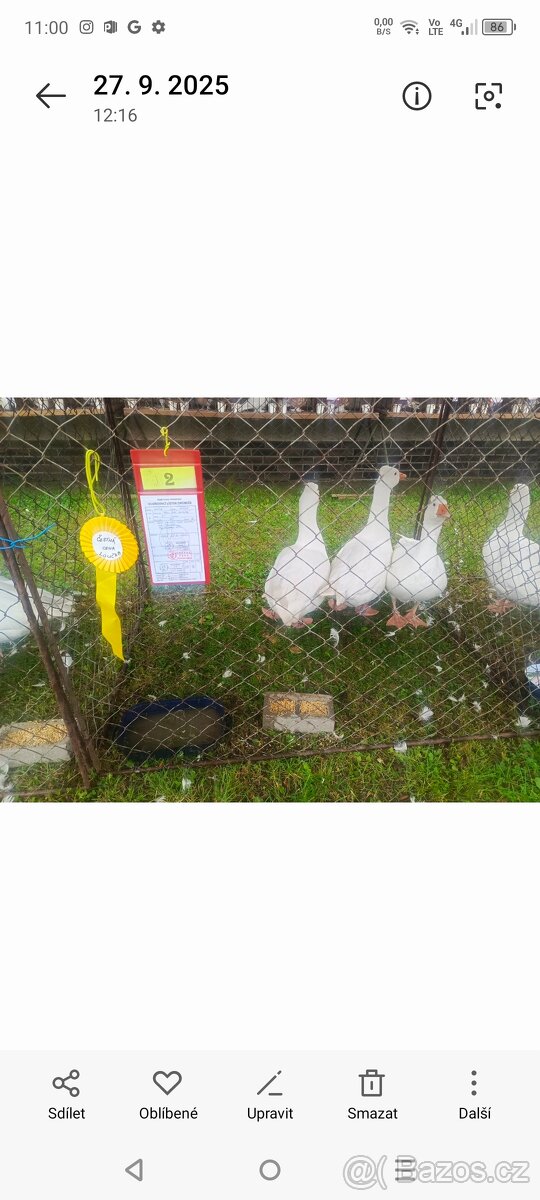 Husa Česká chocholatá