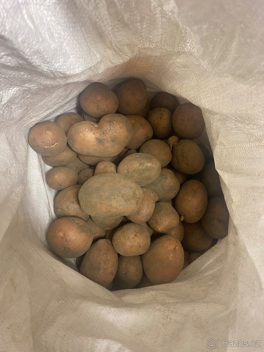 Prodám konzumní brambory na uskladnění