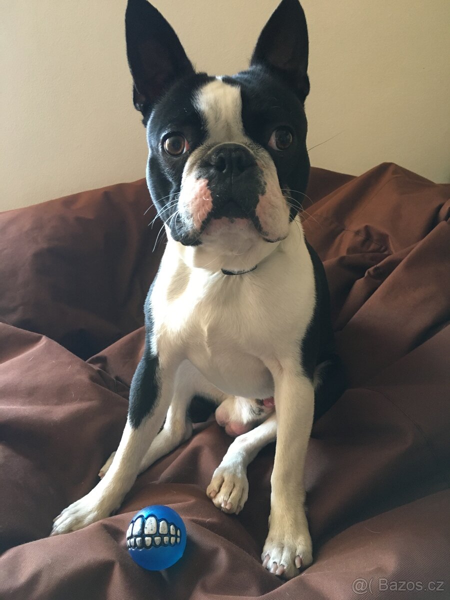 Bostonský terier ke krytí