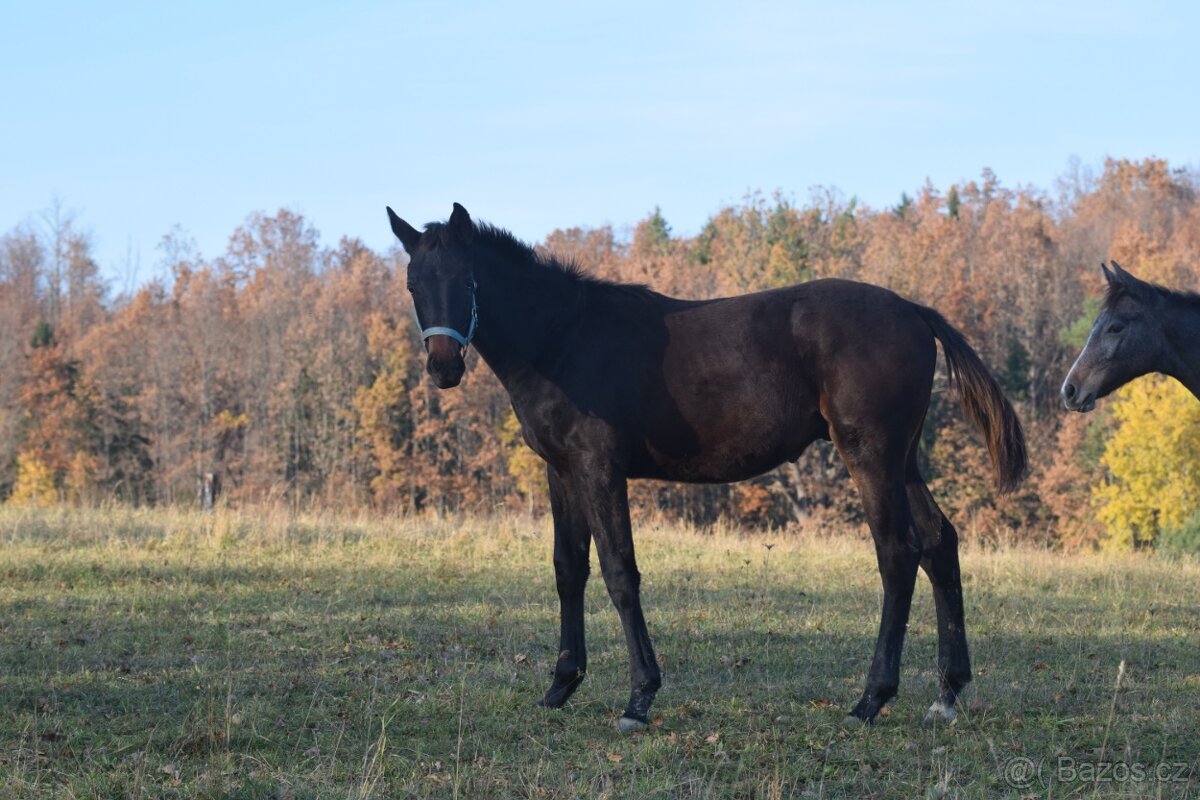 Belmondo letošní odstávče