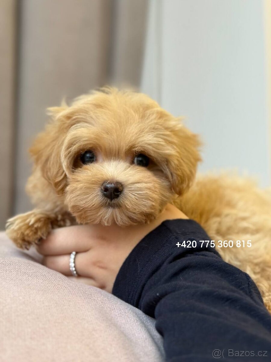 Maltipoo pejsek f1