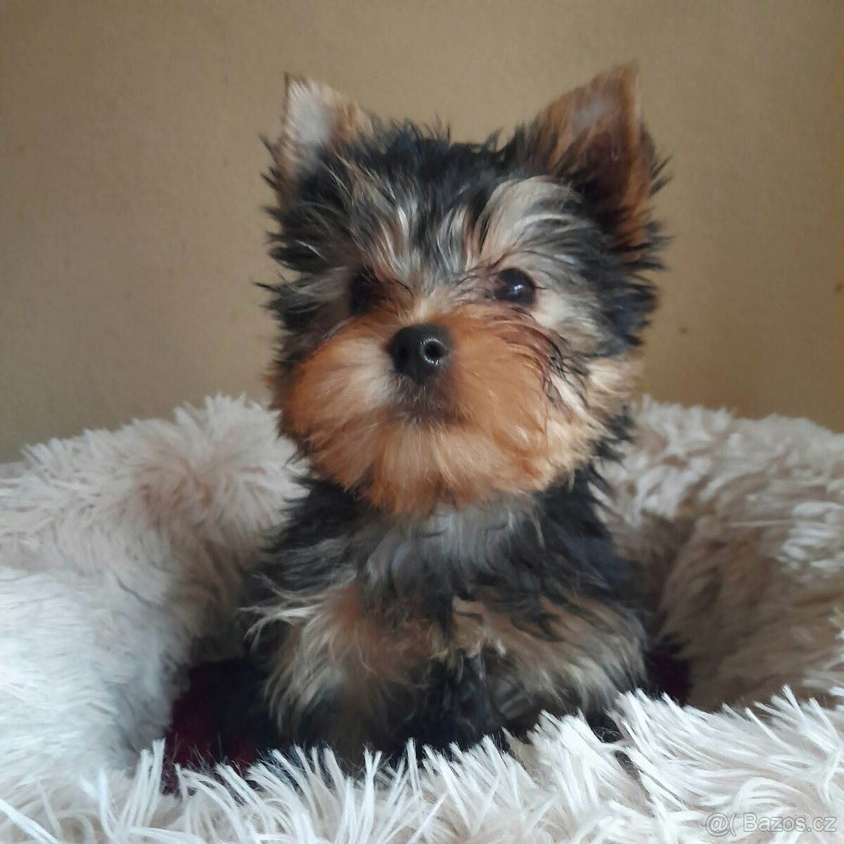 Jorkšírský teriér