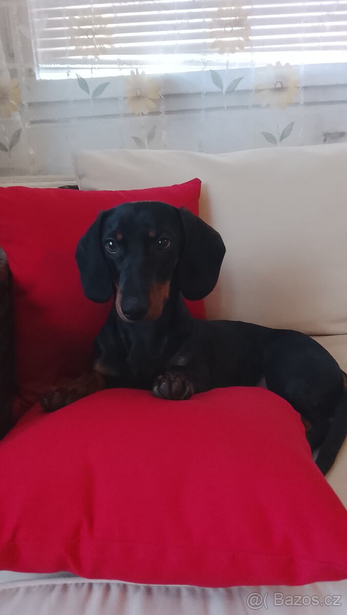 Prodám čistokrevnou fenku